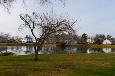 Kışın göl tarafından ağaç