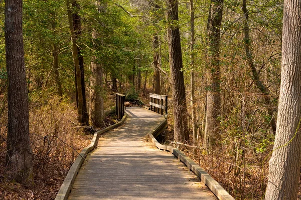 Ormanda Bridge ile bir doğa iz
