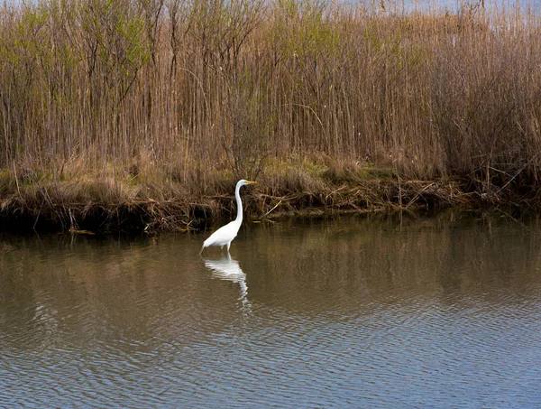 Büyük Egret Suda Ayakta