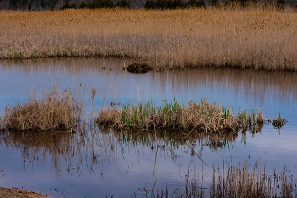 Солт-болотний трави у воді — стокове фото