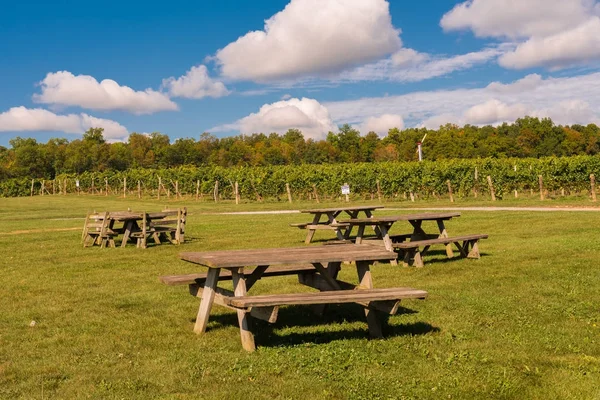 Piknik alanı, bir üzüm bağı