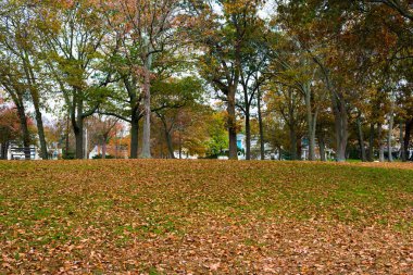 Düşen yapraklar çim kapak