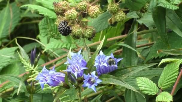 Bee flying around the bluebell in the forest. Bell-flower and blackberry in sunny day. Summer environment diversity. Hyacinthoides non-scripta in woodland under autumn sunshine. — Stock Video