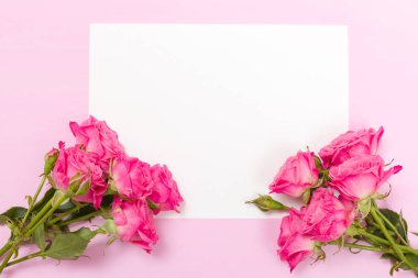 Pembe taze gül şube ve beyaz kağıt kartı - pastel arka plan üzerinde izole metin için boş yer.