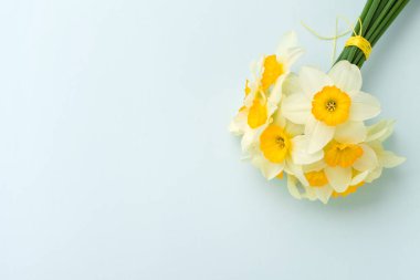 Bahar nergis çiçek buketi - kopya alanı pastel mavi zemin üzerine beyaz Nergis, üstten görünüm.