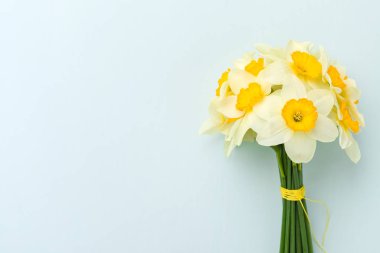 Bahar nergis çiçek buketi - kopya alanı pastel mavi zemin üzerine beyaz Nergis, üstten görünüm.
