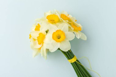 Bahar çiçekleri nergis buket - beyaz nergis pastel mavi zemin üzerine.
