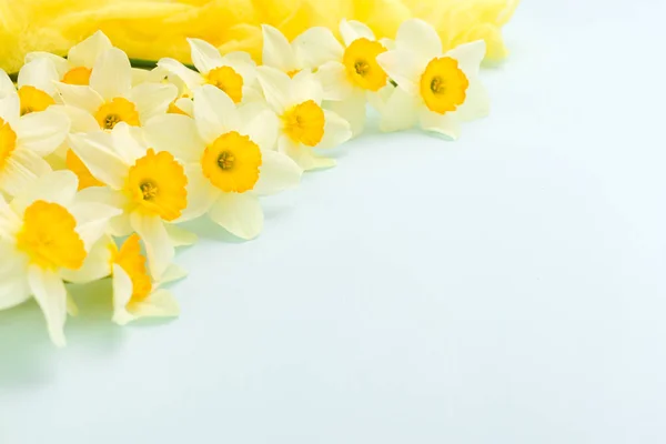 Flores de primavera Daffodil com decoração têxtil amarela em fundo pastel azul com espaço de cópia . — Fotografia de Stock