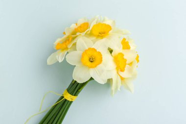 Bahar çiçekleri nergis buket - beyaz nergis pastel mavi zemin üzerine.