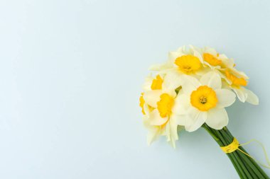 Bahar nergis çiçek buketi - kopya alanı pastel mavi zemin üzerine beyaz Nergis, üstten görünüm.