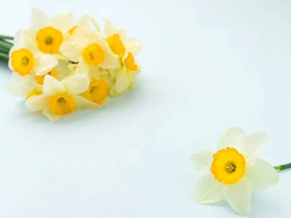 Buquê de narciso de flores de primavera vista superior do narciso branco no fundo pastel azul com espaço de cópia . — Fotografia de Stock