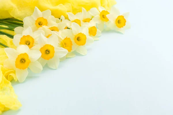 Flores de primavera Daffodil com decoração têxtil amarela em fundo pastel azul com espaço de cópia . — Fotografia de Stock