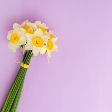 Kopya alanı Menekşe pastel zemin üzerine beyaz nergis buket.