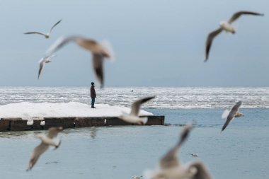 Odessa, Ukrayna - Şubat, 2014 - bir adam yalnız bir donmuş kış pier at sırtında. Uçan martı çevresinde