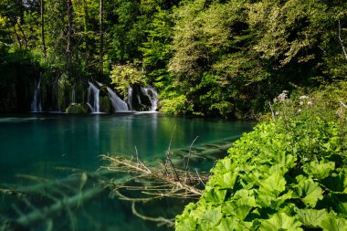 Küçük şelale ve açık göl Plitvice Gölleri Milli Parkı'nda batık ağacı