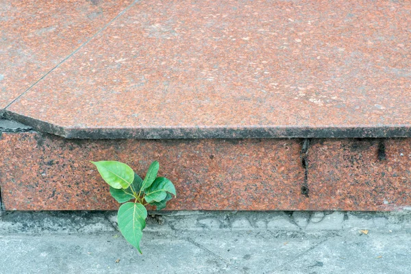 Los pequeños árboles verdes en la acera de piedra roja — Foto de Stock