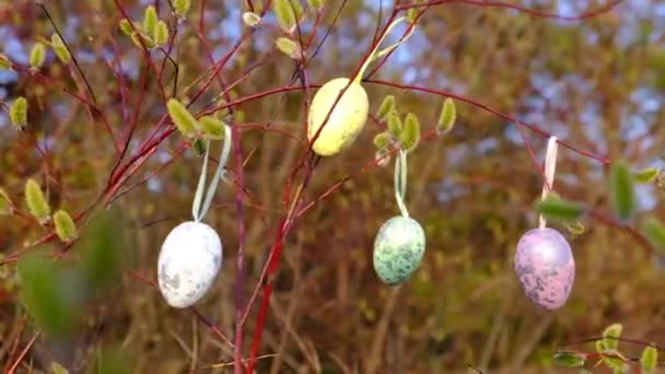 Des œufs de couleur pascale pendent sur les branches de saule. dimanche des palmiers . — Video