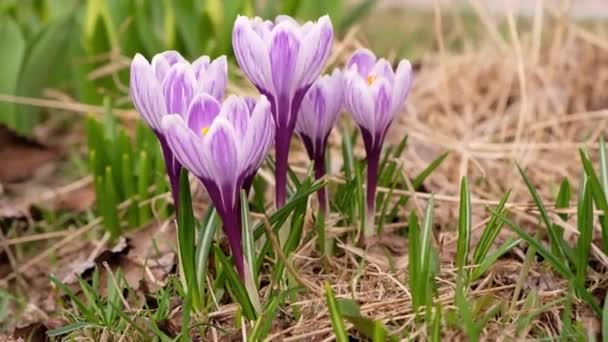 Первые подснежники ранней весной, фиолетовый цвет растет на лугу — стоковое видео