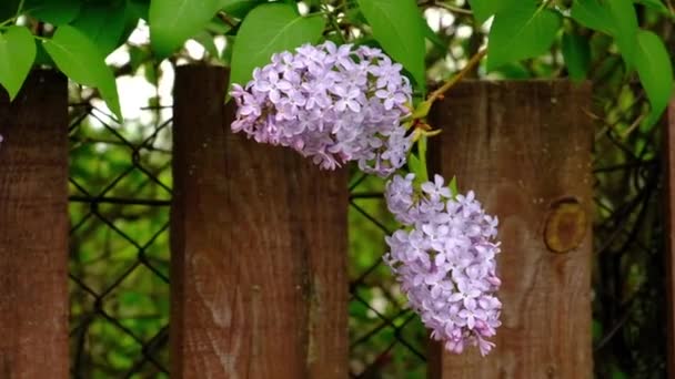 Lilac keře za venkovským dřevěným plotem, který se opíral o vesnici. Na jaře a v létě. — Stock video