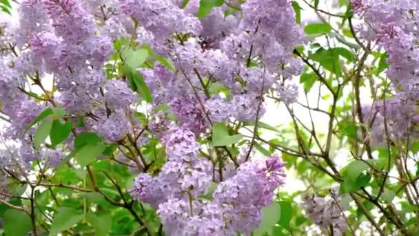 Blühende Fliederzweige in Nahaufnahme an einem Frühlings- und Sommertag im Dorf. — Stockvideo