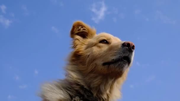 Un perro peludo rojo mira hacia arriba contra un cielo azul claro. De cerca. . — Vídeo de stock