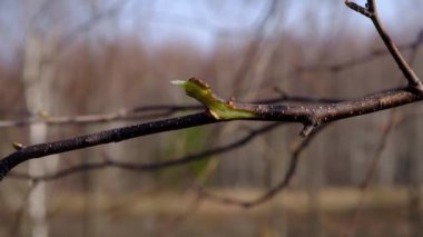 Bir daldaki bir damla huş ağacı, nisan ayı başlarında ormanın içinde, yakın plan çekimde aşağı doğru akar.