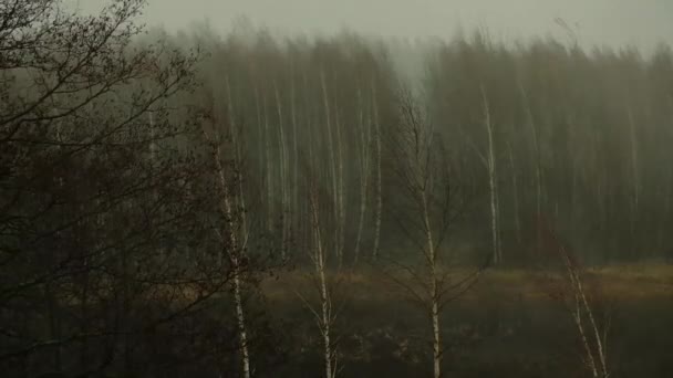 Tormenta, lluvia, granizo fuerte viento sobre el bosque de primavera. naturaleza. — Vídeos de Stock