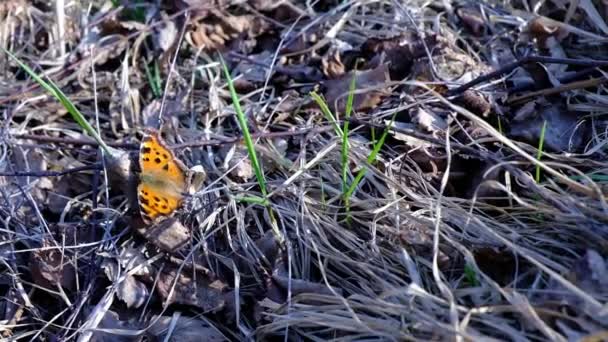 Шоколадная бабочка на фоне сухой травы в прошлом году ранней весной в теплый солнечный день — стоковое видео