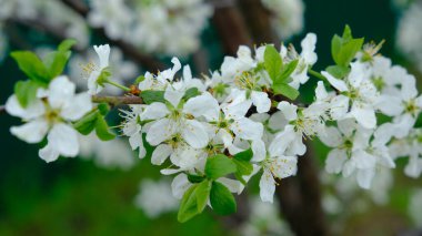 İlkbaharda kiraz çiçeği.