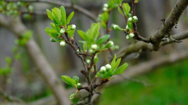 İlkbaharda kiraz çiçeği. Dallar kapanır.