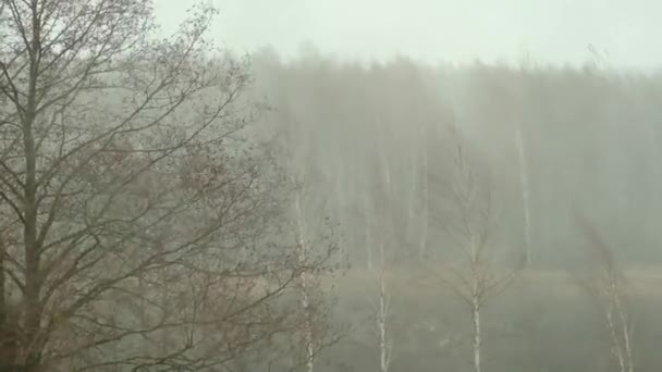 Storm, regn, hagel stark vind över vårskogen. natur. — Stockvideo