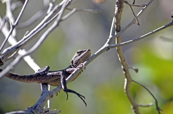 나무에서 호주 네이티브 재키 드래곤 도마뱀 — 스톡 사진