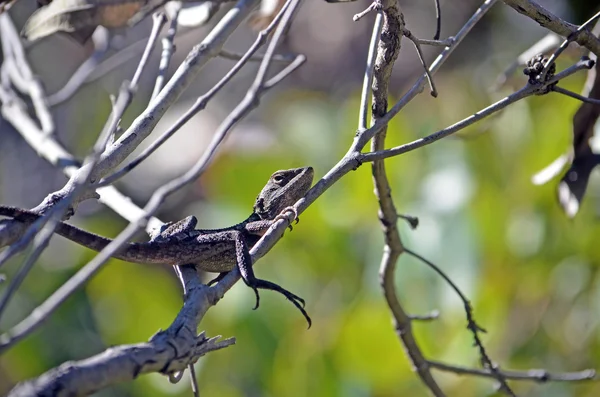 Australian native Jacky Dragon lizard in tree
