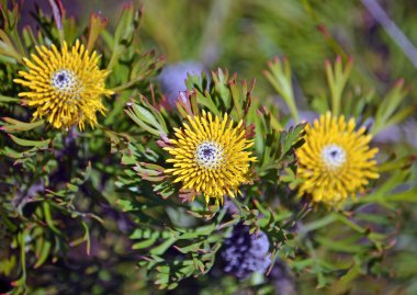 Avustralya geniş yaprak baget (Isopogon anemonifolius)