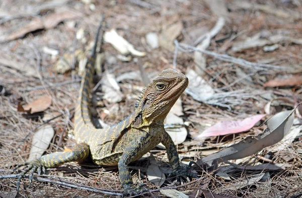 Australian Eastern Water Dragon