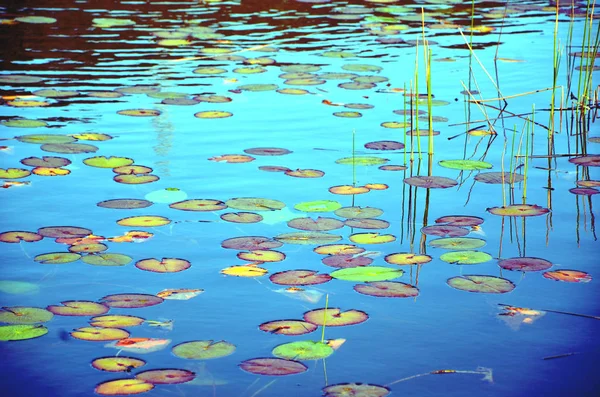 Colorful waterlily pond — Stock Photo, Image