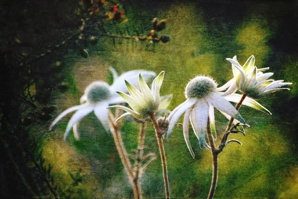 Leuchtende Flanellblumen im antiken Stil — Stockfoto