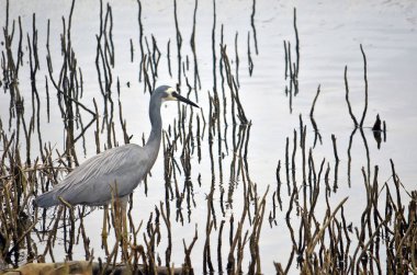 Avustralya ak balıkçıl