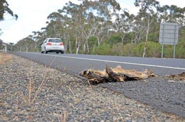 Yolun kenarında ölü wombat roadkill