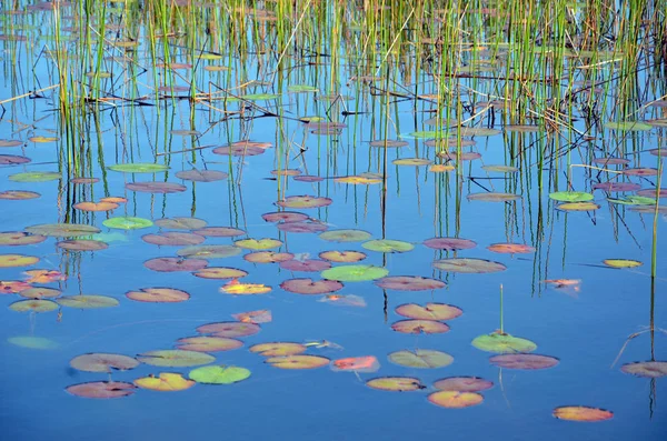 Reeds, reflections and colorful Waterlily pads — Stock Photo, Image