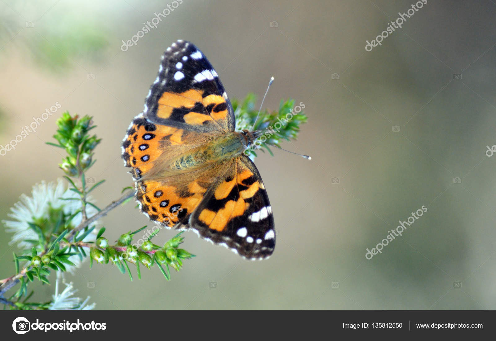 Butterfly Identification Chart Australia