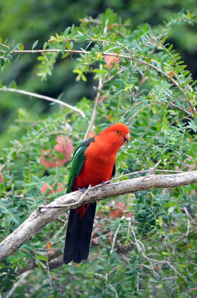 Australijski mężczyzna król czerwony i zielony papuga, Alisterus scapularis — Zdjęcie stockowe