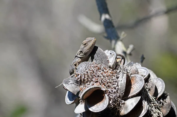 Australian native Jacky Dragon lizard — Stock Photo, Image