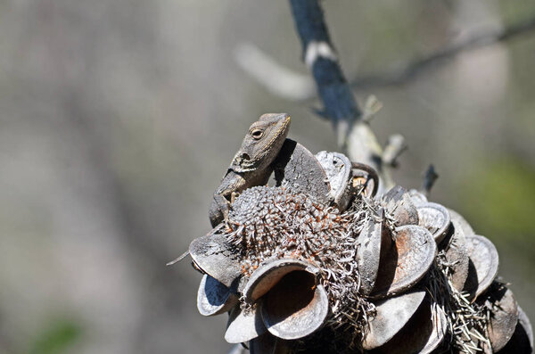 Australian native Jacky Dragon lizard