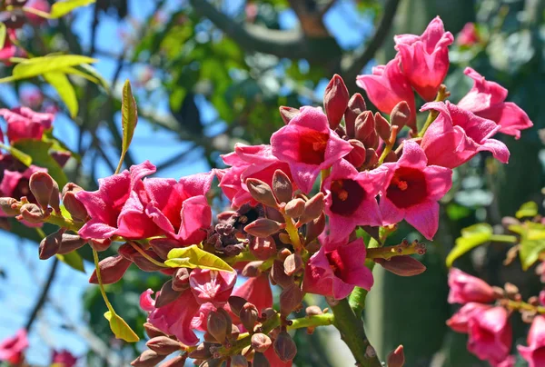 Fiori rosa dell'albero della bottiglia del Kurrajong australiano — Foto Stock