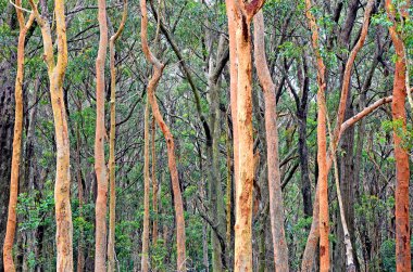 Avustralya okaliptüs ormanı arka plan Sydney kırmızı diş etleri ile 