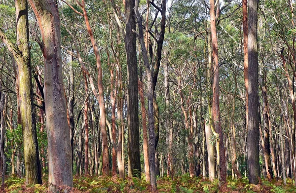 Australiska Eucalyptus skog bakgrund — Stockfoto