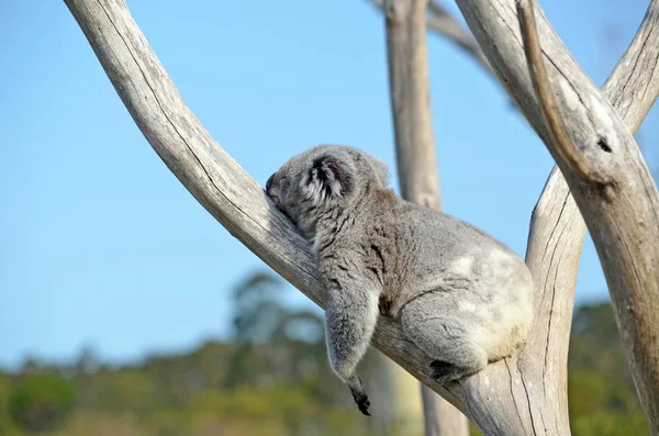 Midesinde bir sakız ağacı üzerinde uyku koala