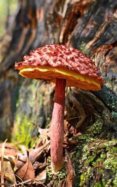 Shaggy cap mushroom (Boletus emodensis) clipart