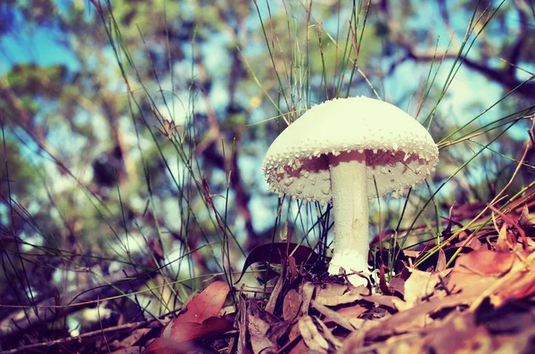 Белый бородавочный гриб Amanita — стоковое фото